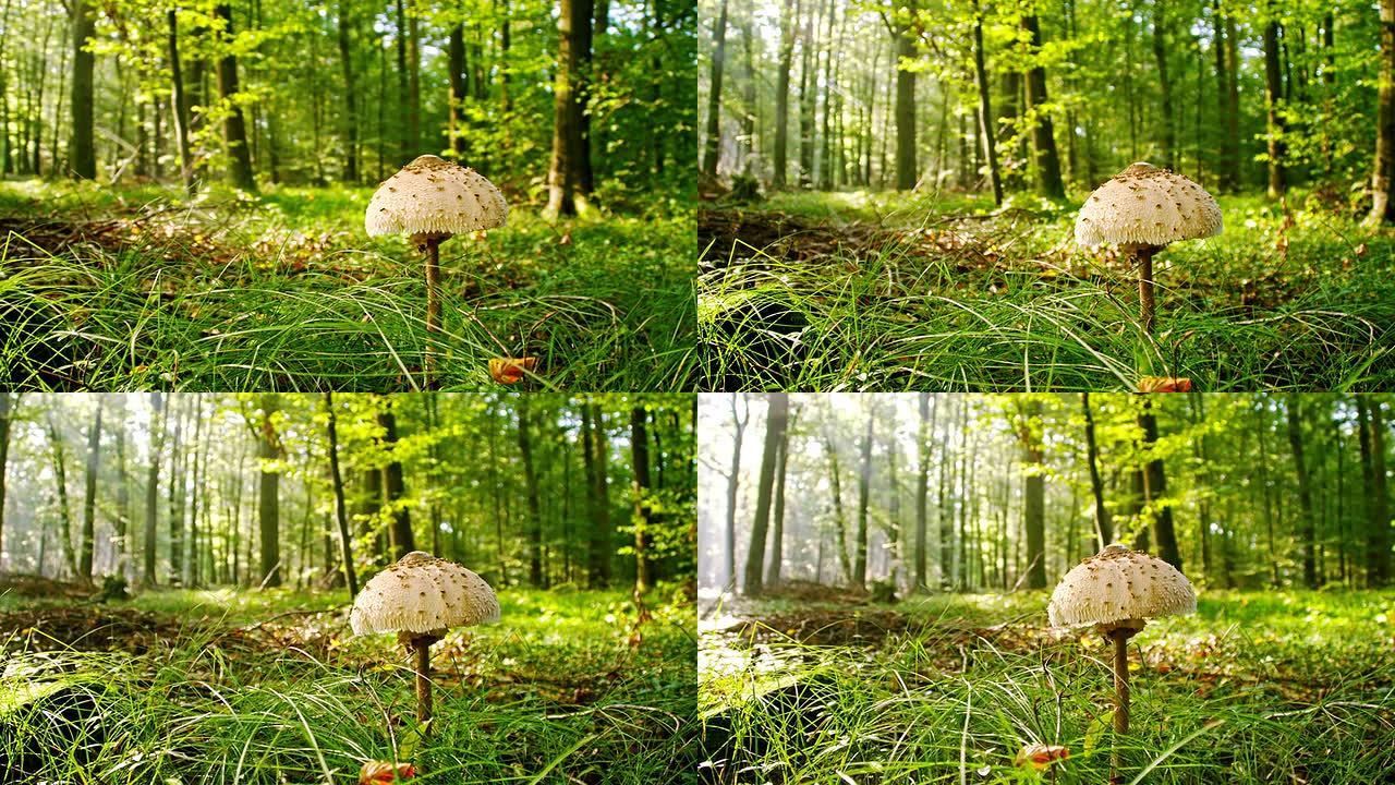 WS森林中的寄生蘑菇