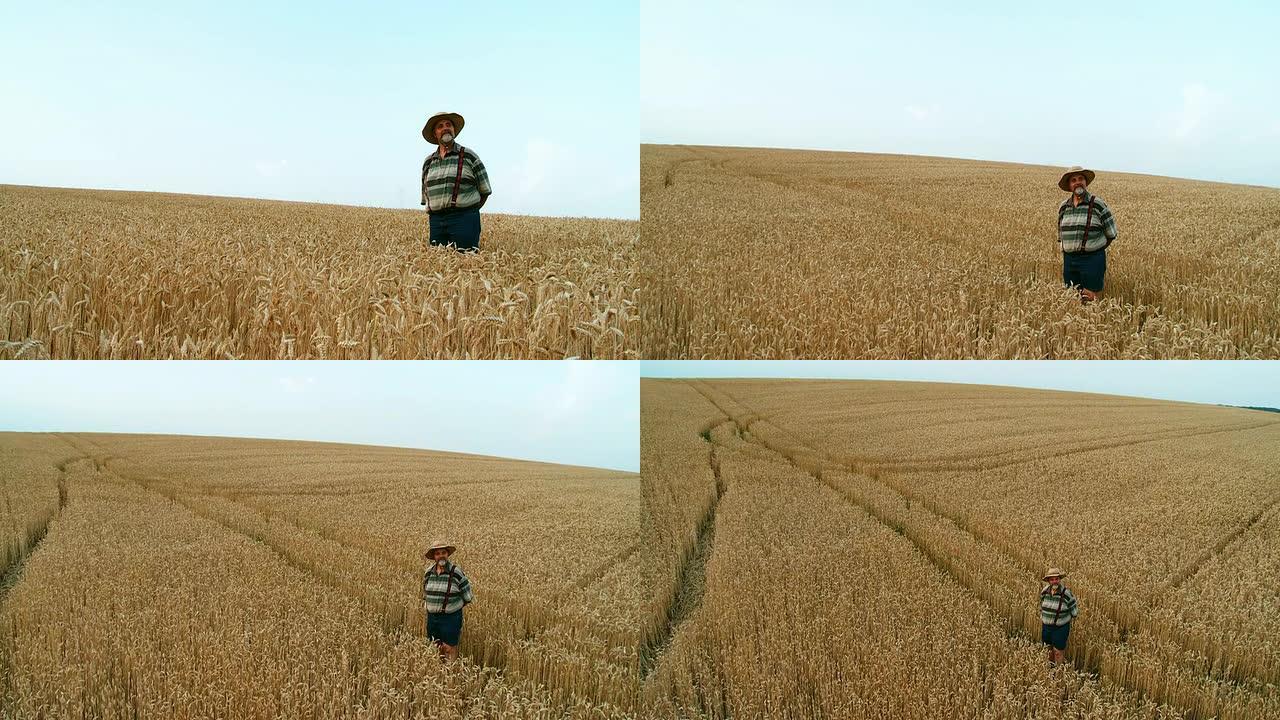 HD CRANE：小麦领域的资深农民