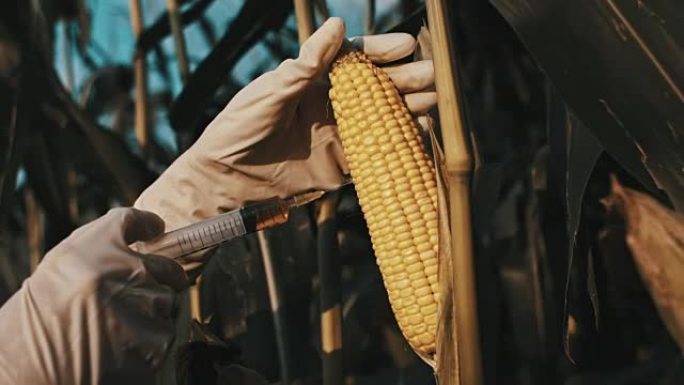 DS科学家对玉米进行基因改造