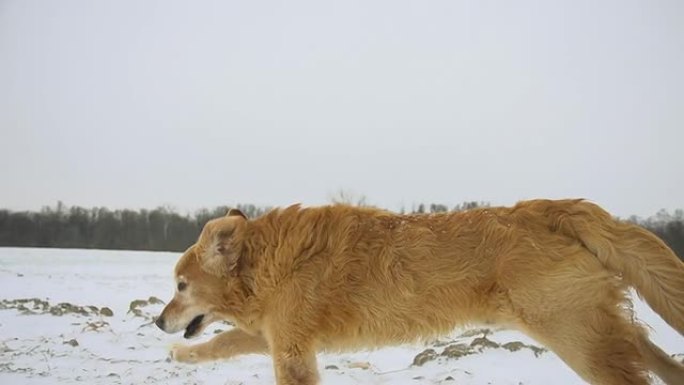 高清稳定超级慢镜头：狗在深雪中奔跑