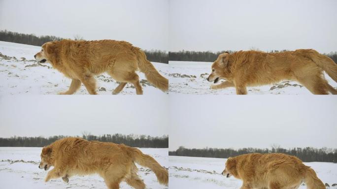 高清稳定超级慢镜头：狗在深雪中奔跑