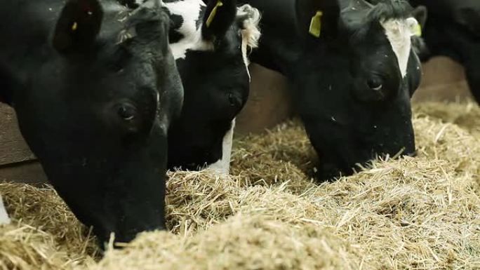 谷仓里的奶牛吃草料的牛产奶