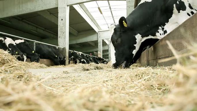 稳定的奶牛畜牧吃草养牛农场奶牛肉牛棚