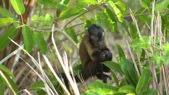 卷尾猴剥水果吃树枝枝头视频素材
