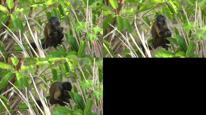 卷尾猴剥水果吃树枝枝头视频素材