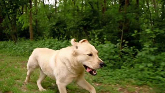 SLO MO狗在森林的草地上奔跑