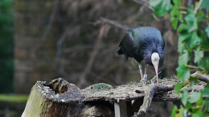 黑鹳野生动物保护生物生态飞翔飞鸟