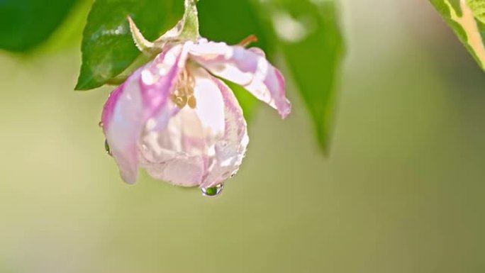 SLO MO在苹果花上下雨