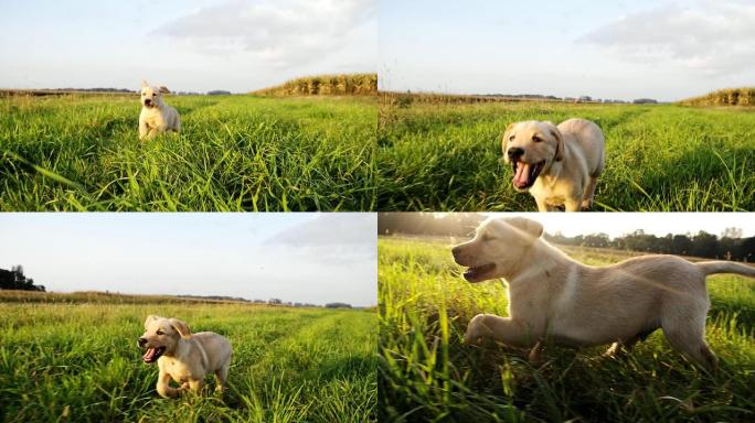 LA CU小狗在草地上奔跑