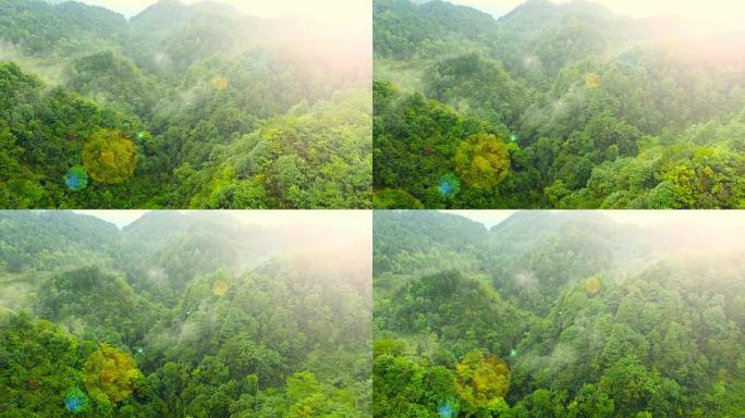 山林鸟瞰图森林俯瞰生态山脉绿水青山