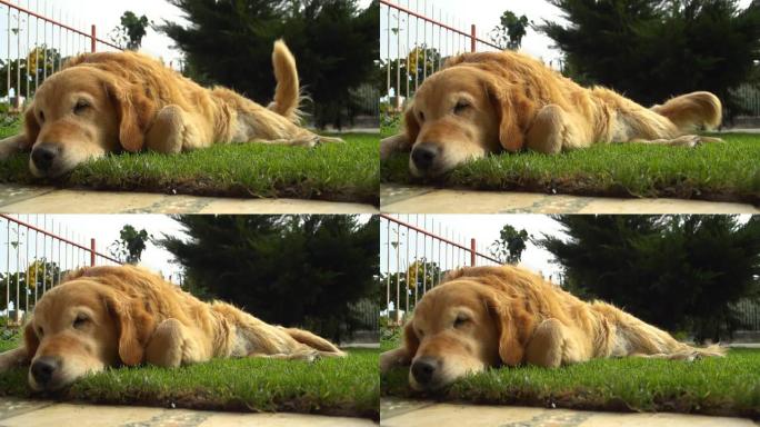 HD SUPER SLOW-MO:睡在草地上的金毛寻回犬