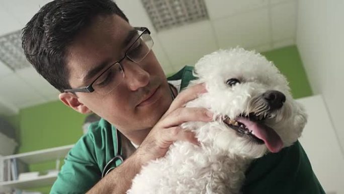 兽医检查一只小狗给狗狗看病