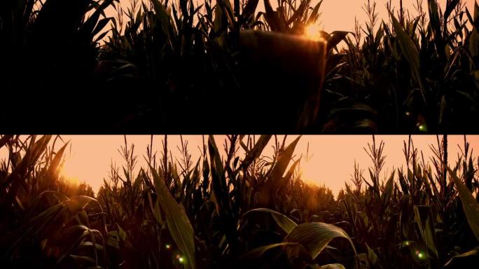 黄昏时玉米植物的剪影
