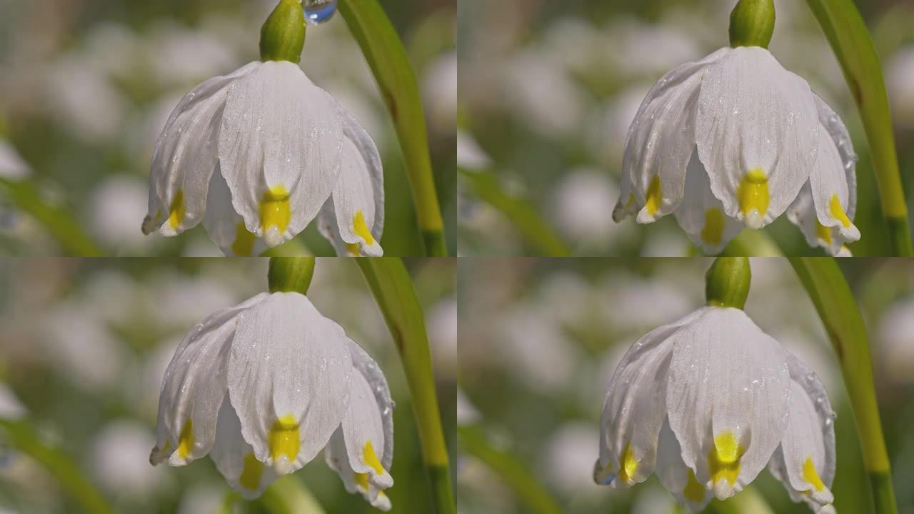 SLO MO湿雪花