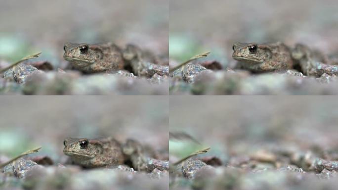 慢速运动：蛙跳蛙跳野生动物