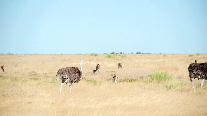 WS在萨凡纳的泛鸵鸟和瞪羚