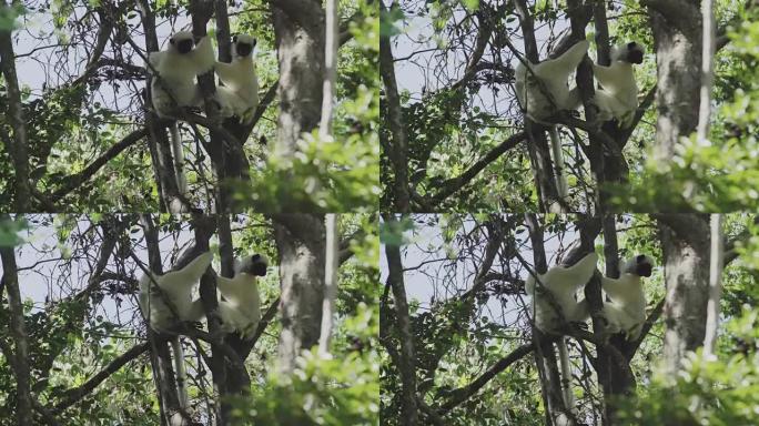 Silky sifakas (lemurs)