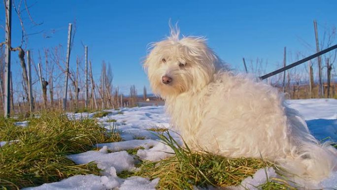 MS小狗在白雪覆盖的葡萄园