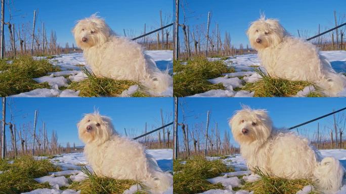 MS小狗在白雪覆盖的葡萄园