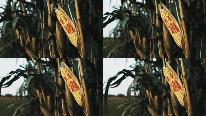 DS在玉米作物上的笑脸图