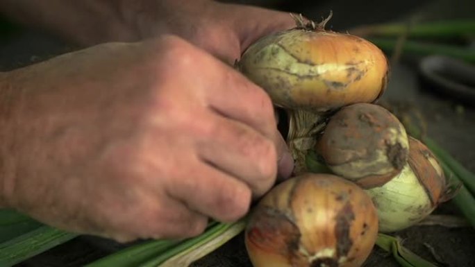 一束洋葱野生植物升格编织