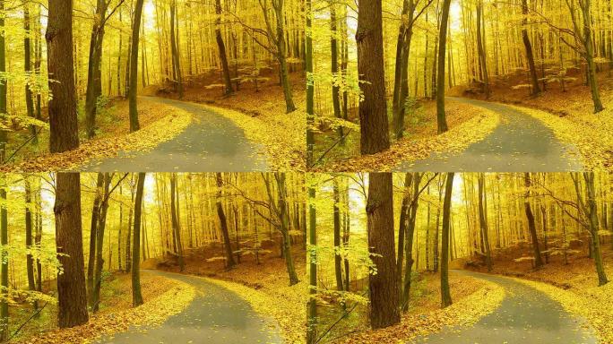HD DOLLY：秋天蜿蜒的森林之路
