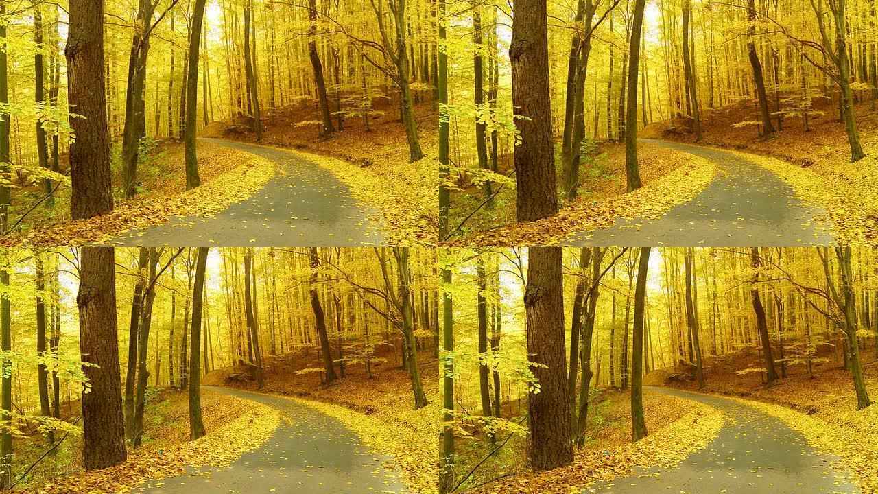 HD DOLLY：秋天蜿蜒的森林之路