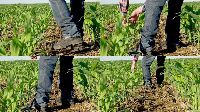 MS DS农民检查年轻的玉米植株