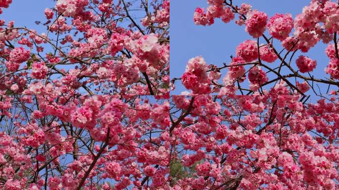 春暖花开樱花盛开合集