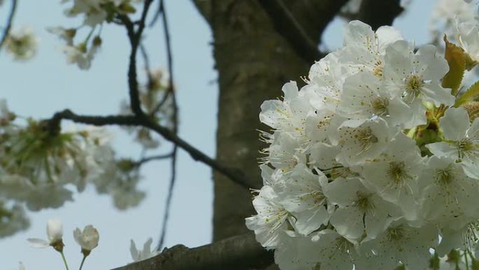 高清娃娃：樱花樱花