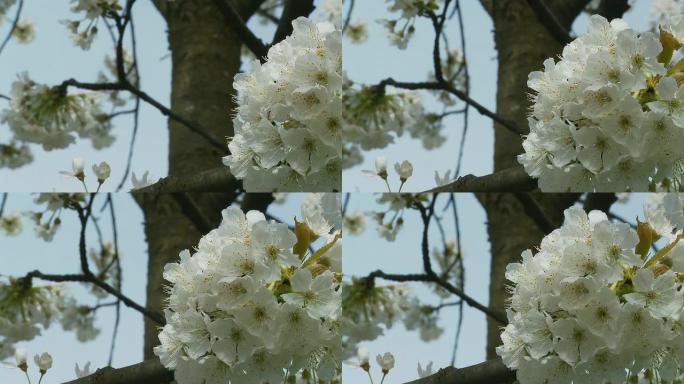 高清娃娃：樱花樱花