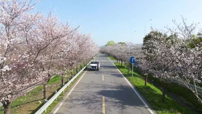 南京浦口樱花大道航拍