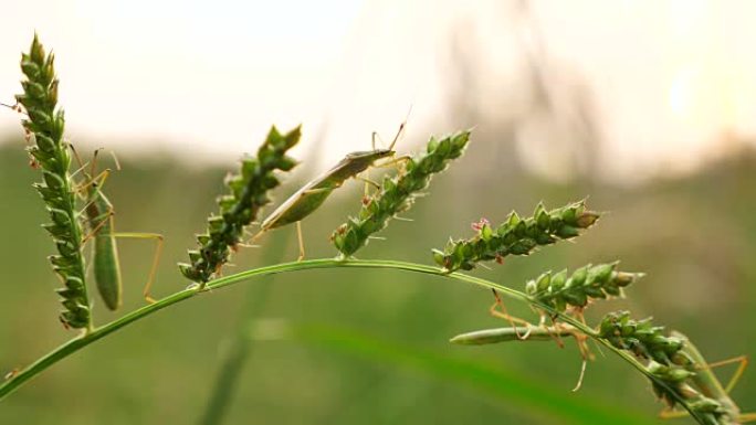 关闭草地上的四个臭虫，4k