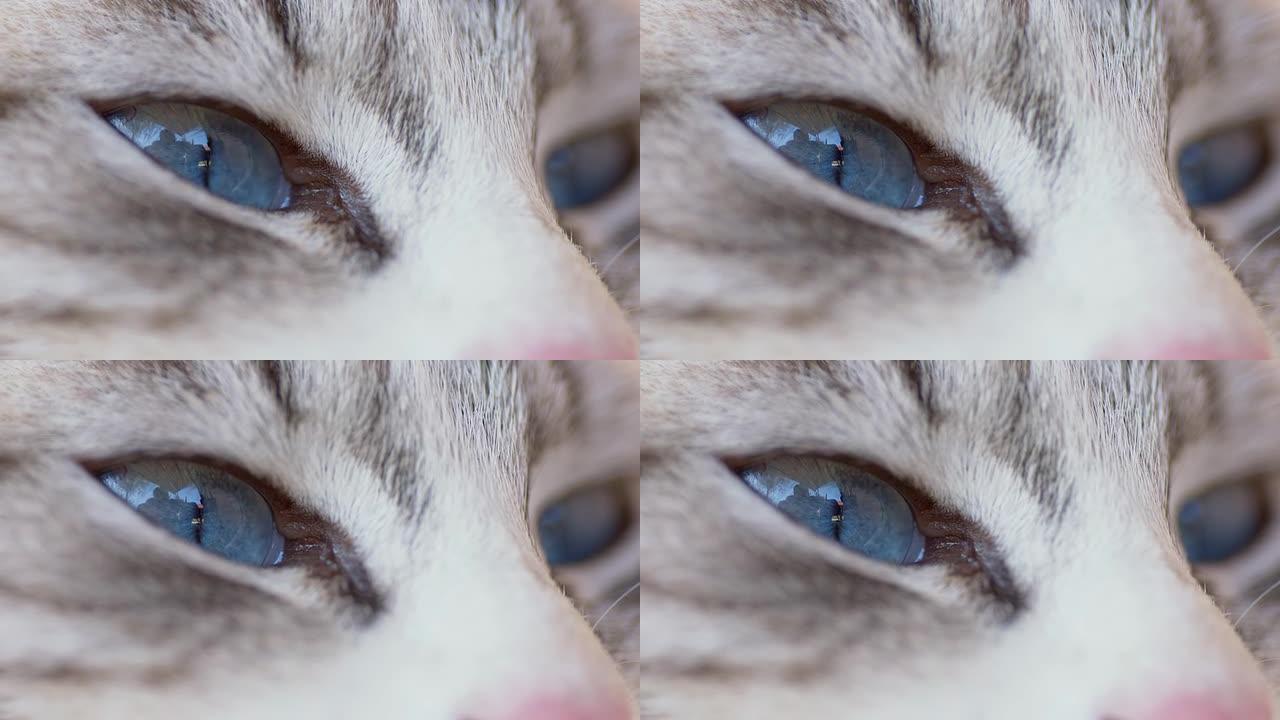 猫眼空镜头特写