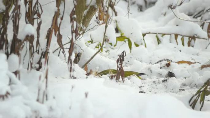 啄木鸟野生动物保护生物生态雪景飞鸟