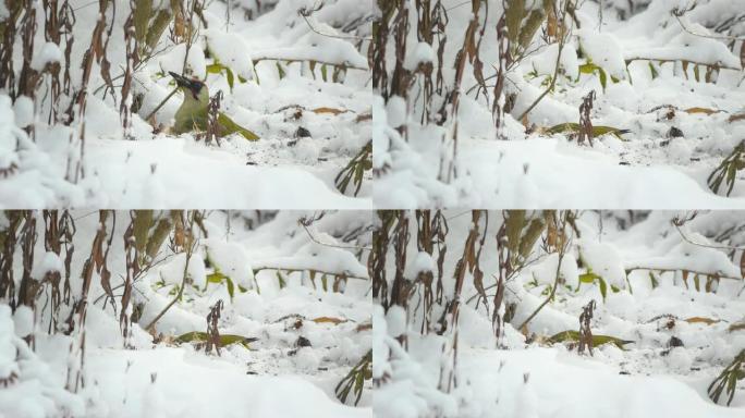 啄木鸟野生动物保护生物生态雪景飞鸟