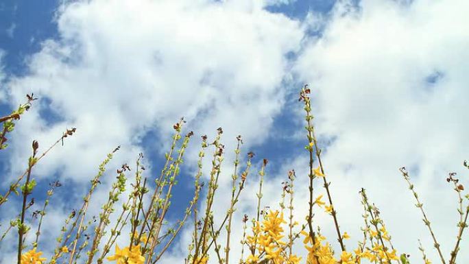 高清动态延时：春季植物上空的云景