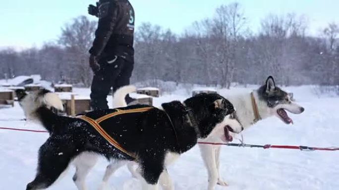 雪橇犬等待奔跑雪橇犬
