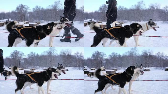 雪橇犬等待奔跑雪橇犬