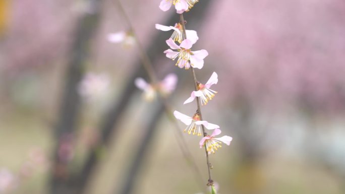 春季盛开的桃花