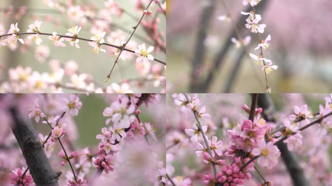 春季盛开的桃花
