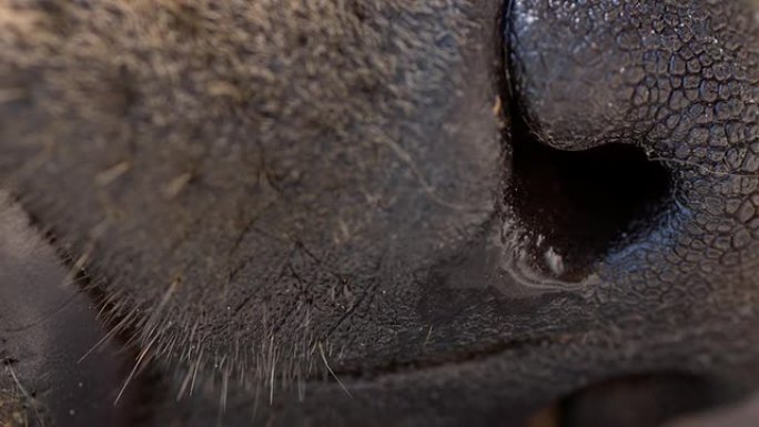狗的鼻子实拍视频素材