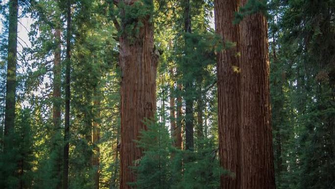 红杉国家公园红杉国家公园