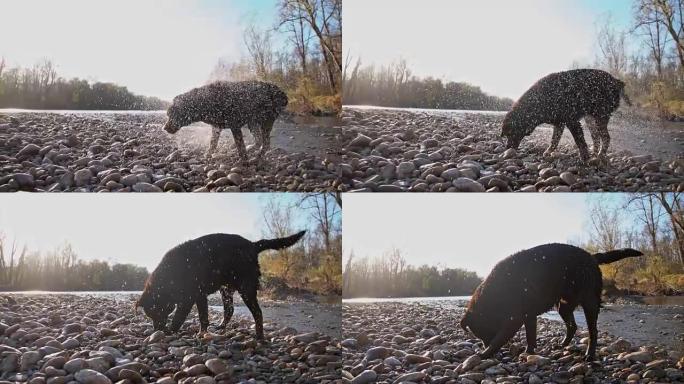 SLO MO拉布拉多猎犬摆脱水