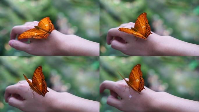 慢动作FHD镜头橙色蝴蝶拍打翅膀在森林中的女人的后手，动物行为和自然概念