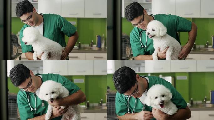 兽医检查一只小狗泰迪宠物医院救治