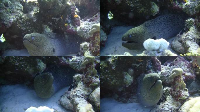 高清：珊瑚礁中的马里鳗鱼