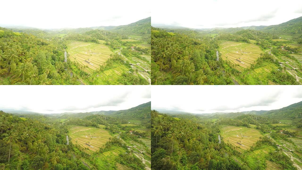 巴厘岛的农村地区山区农业