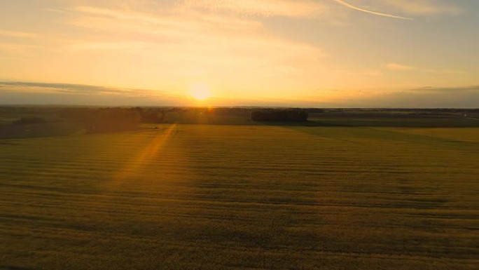 高清直升机: 油菜籽田上美丽的日落场景