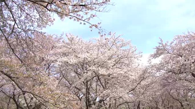 美丽的樱花，樱花，春天